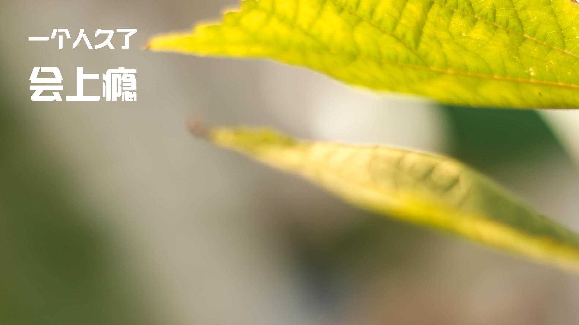 开云体育官方下载-勇士连胜不断库里状态火热引领攻势，勇士队库里比赛视频在线观看